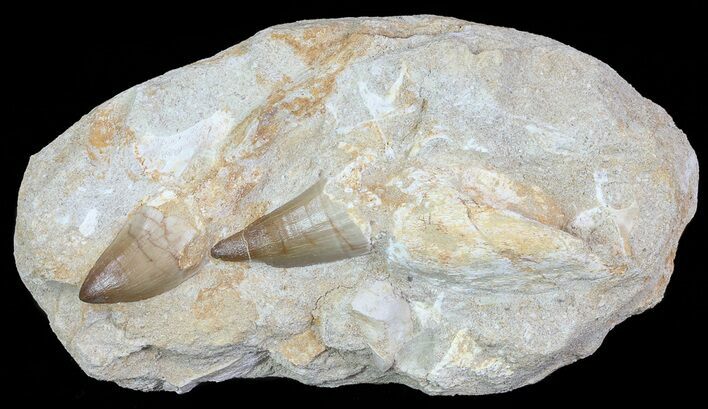 Multiple Mosasaur (Prognathodon) Rooted Tooth In Rock - Nice Teeth #66538